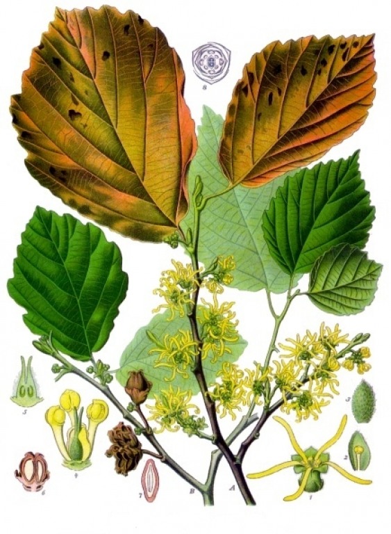 Hamamelis Blätter bio